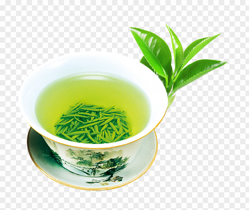 Fresh Green Tea Flowering Culture PNG