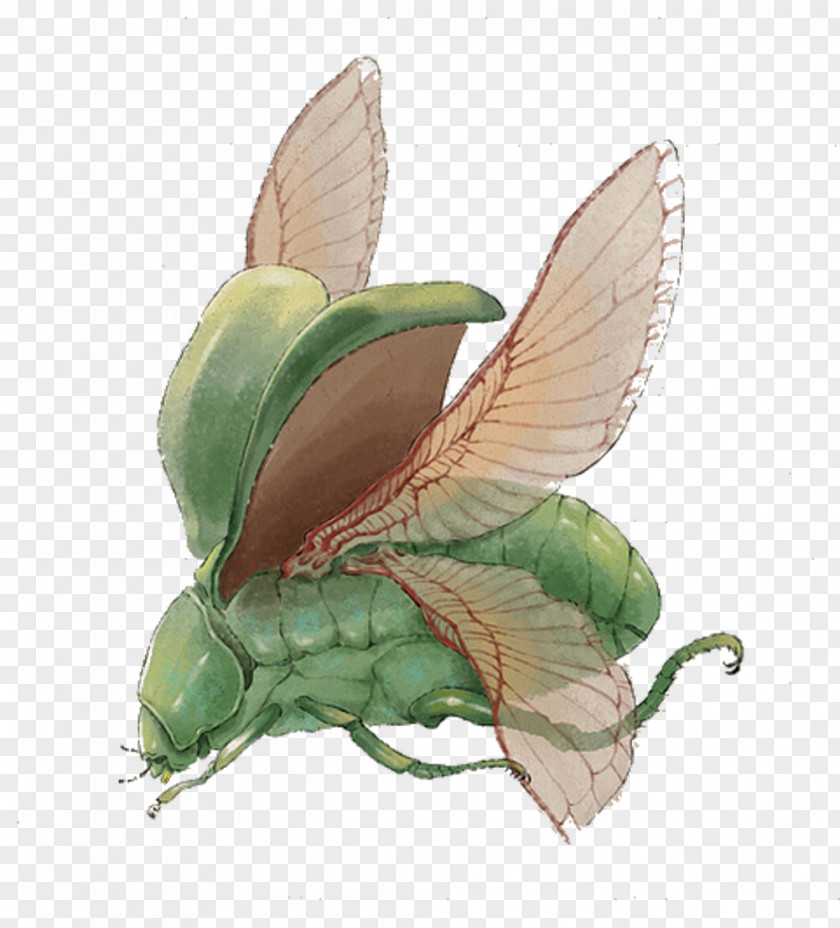 Green Insect Butterfly Bombycidae Illustration PNG