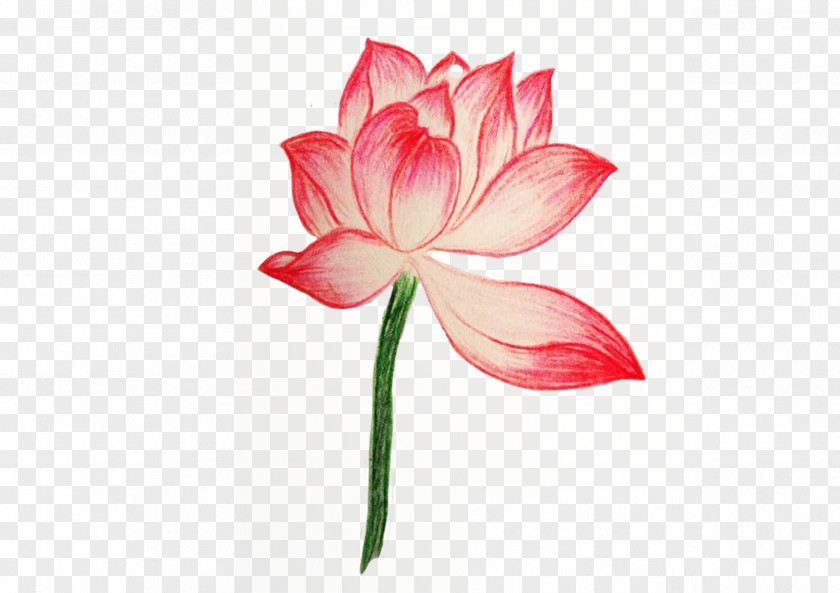Hand-painted Lotus Drawing Painting Colored Pencil PNG