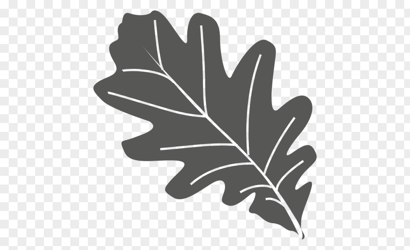 Leaf Oak PNG