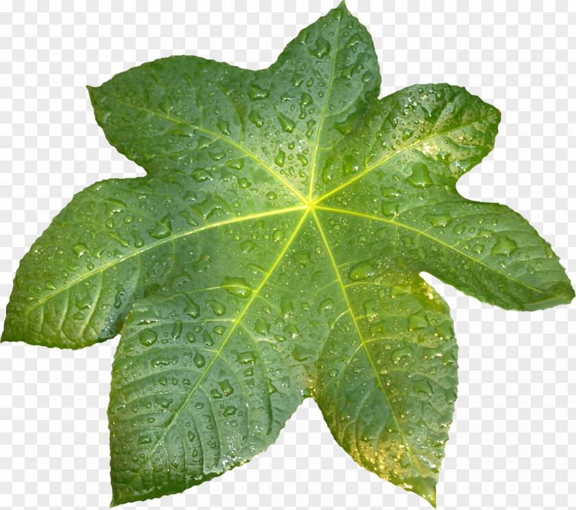 Leaf Plant Pathology Raster Graphics Clip Art PNG