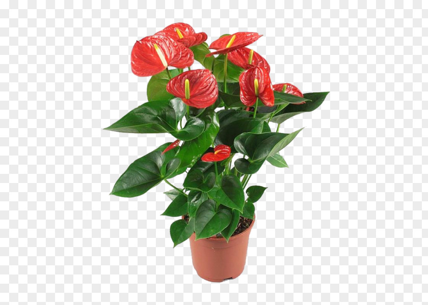 Plants Painter's-palette Houseplant Garden Souq Red PNG