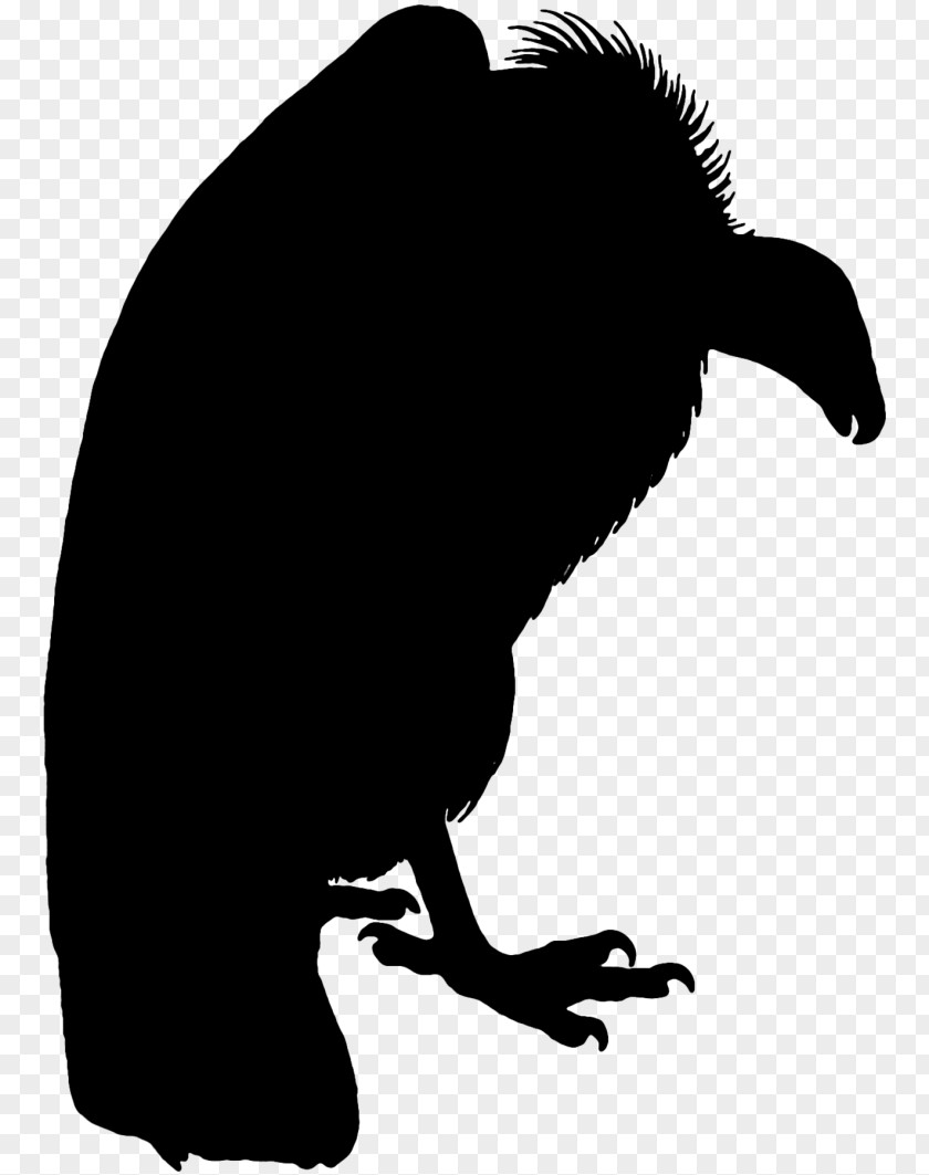 Beak Clip Art Silhouette Fauna Black PNG