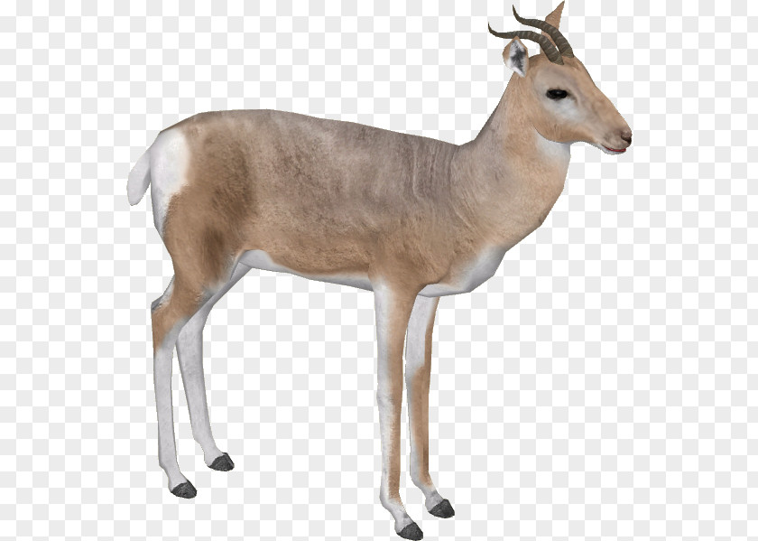 Gazelle Pic Impala Arabian Mountain PNG