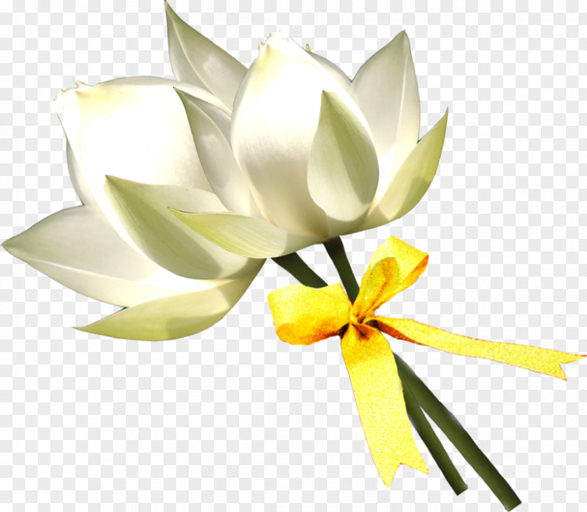 Lotus Floral Design Lilium White PNG