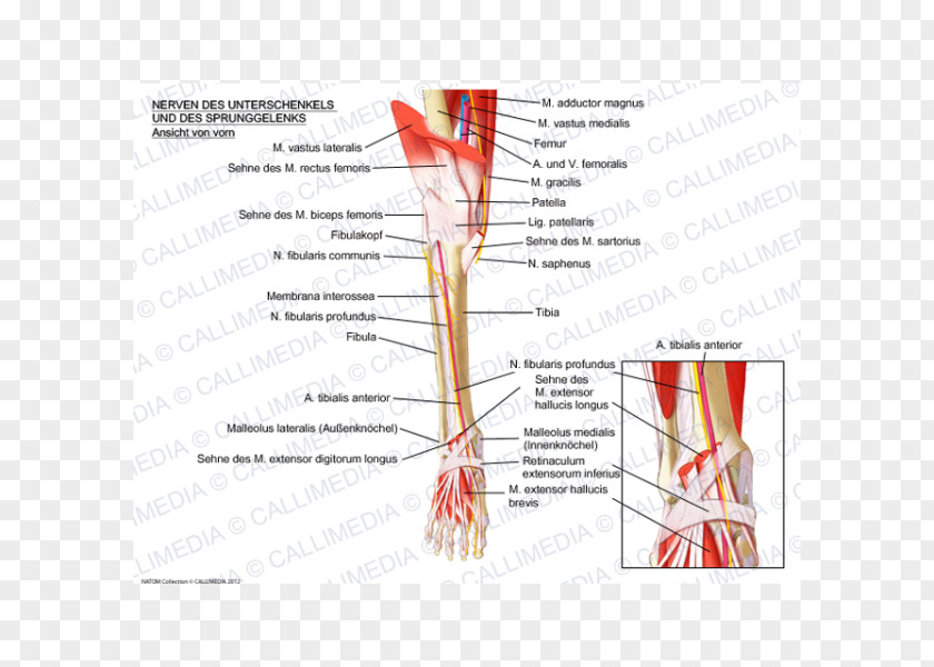 Rectus Femoris Function Muscle Nerve Anatomy Ankle Crus PNG