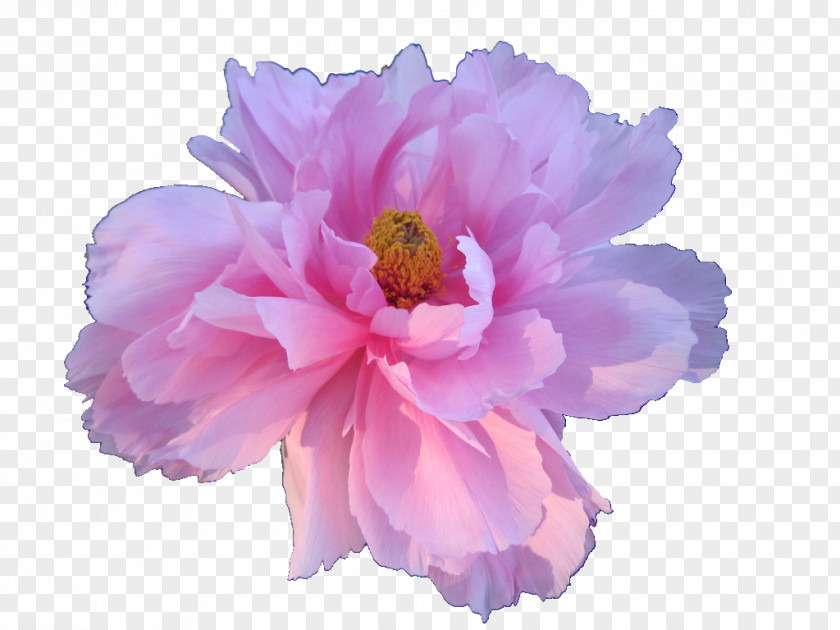 Watercolor Peony Flower Aesthetics Rose Clip Art PNG