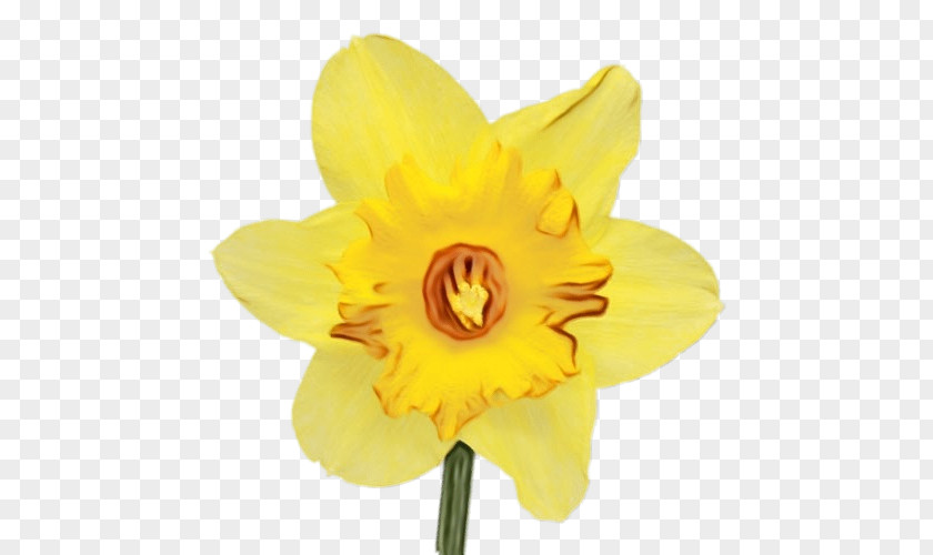 Cattleya Wildflower Flower Flowering Plant Yellow Narcissus Petal PNG