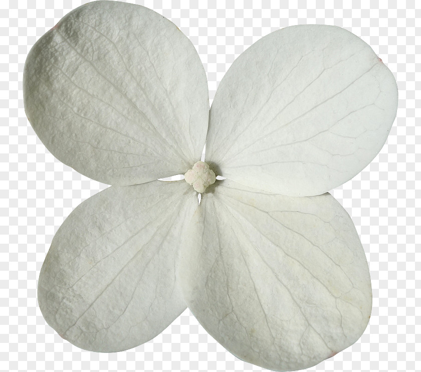 Detour Flower Petal Clipping Path PNG