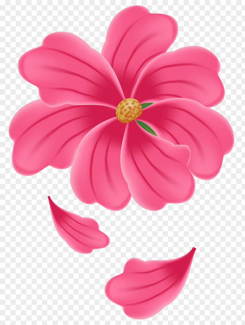 Flower Pink Clipart Image Dahlia Petal Herbaceous Plant PNG
