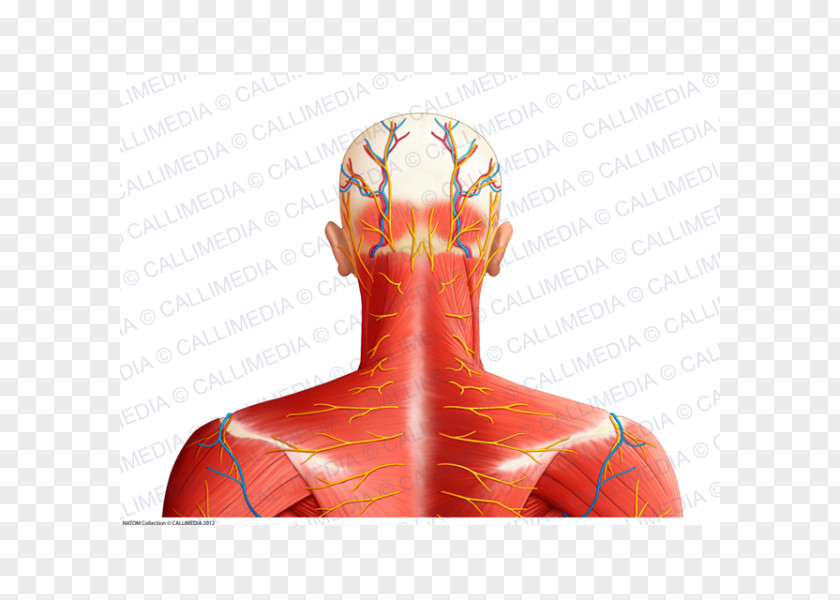 Neck Muscle Shoulder Nerve Blood Vessel PNG