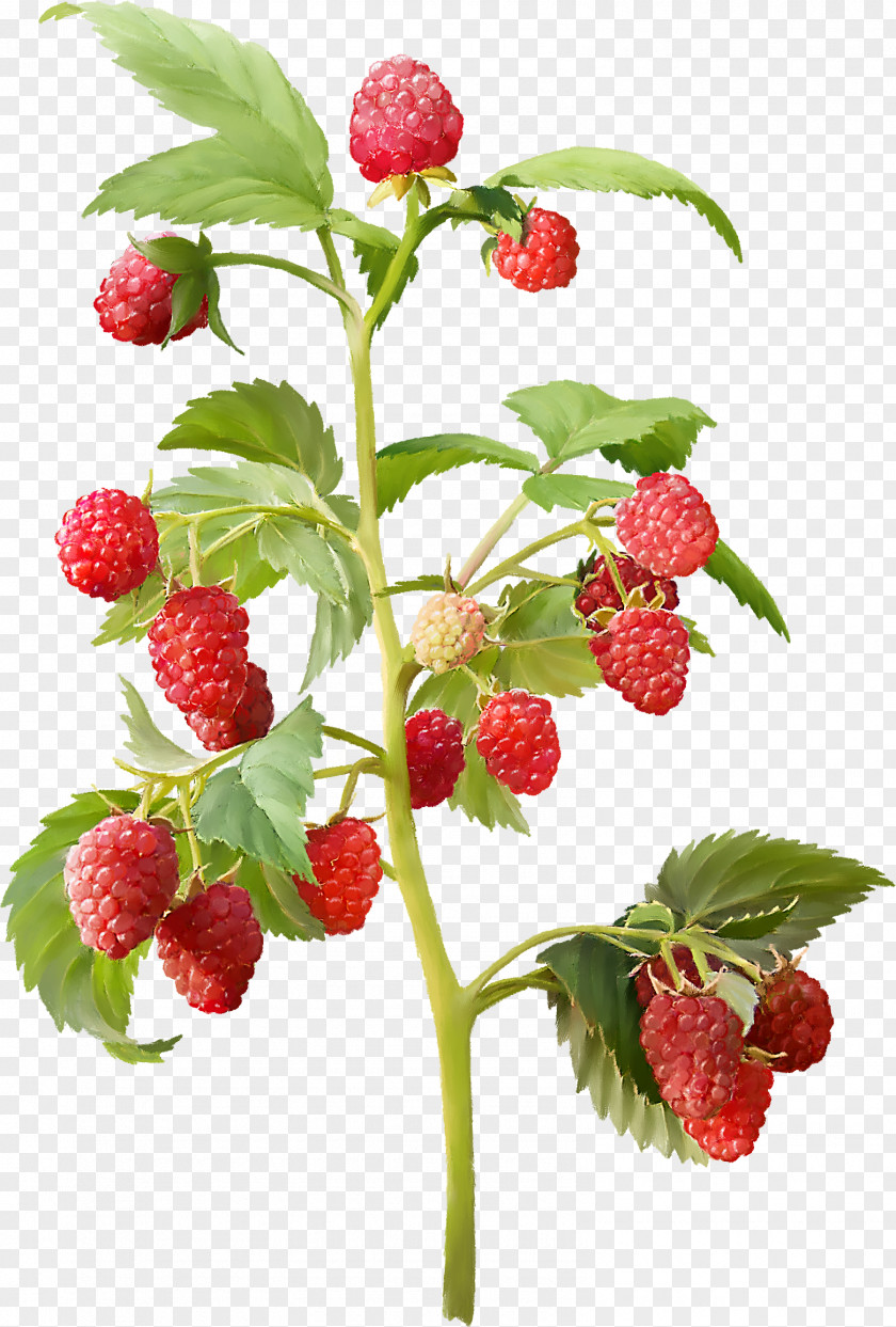 Raspberry Red Everbearing Shrub Cultivar Nursery PNG