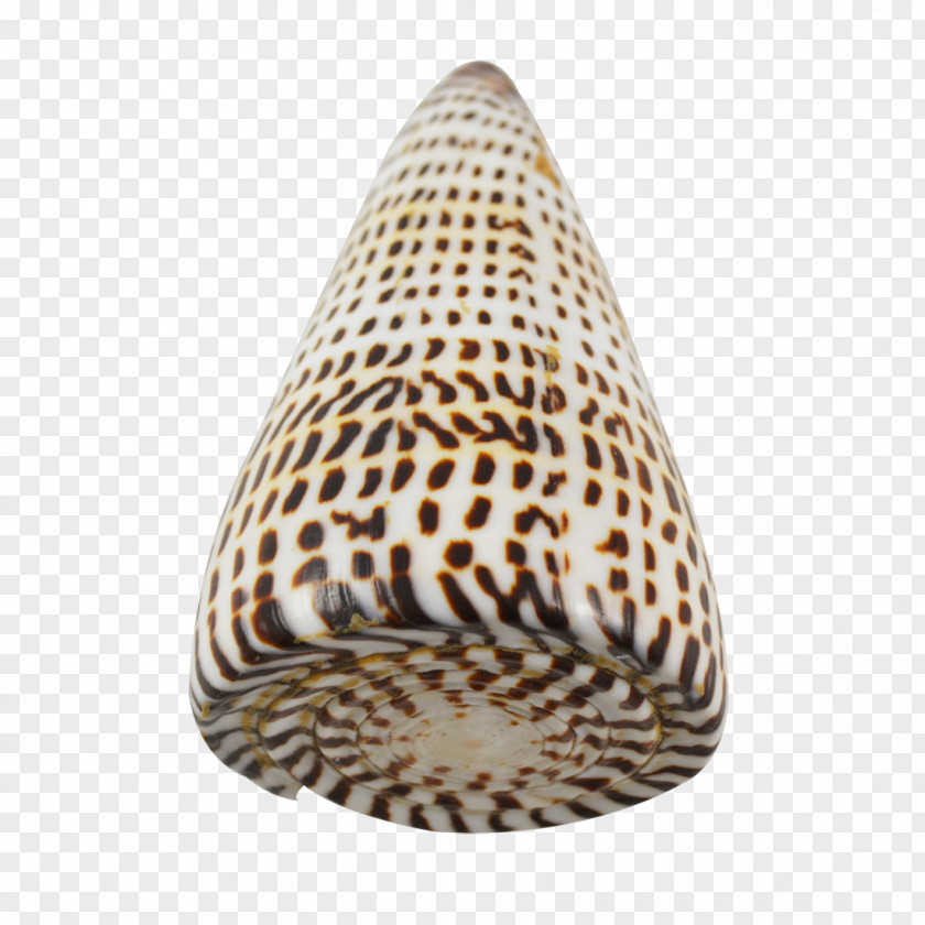 Seashell The Company Conchology Gift PNG