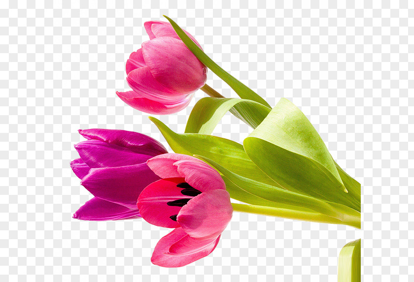 Tulip Flowers Job Greeting Card Wish Message PNG