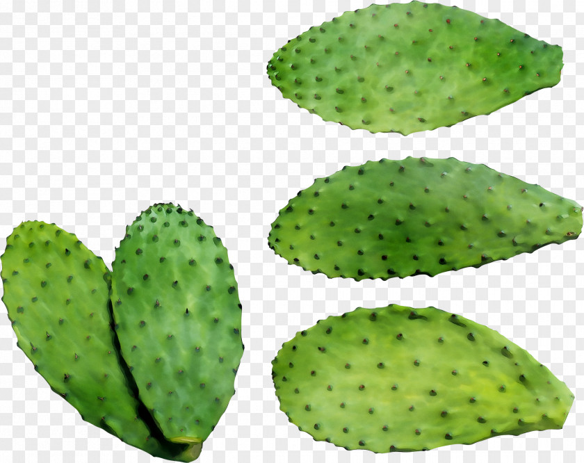 Barbary Fig Eastern Prickly Pear Nopal PNG