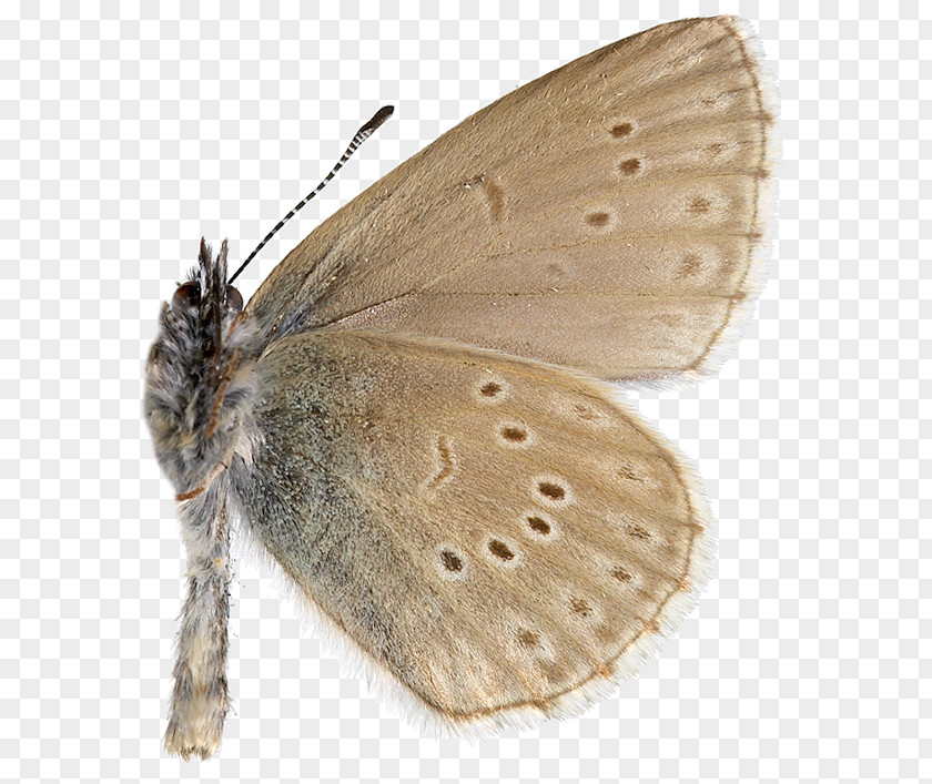 Butterfly Gossamer-winged Butterflies Brown House Moth Silkworm Brush-footed PNG