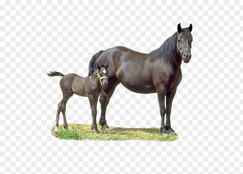 Cabal Horse Colt Foal Drawing PNG