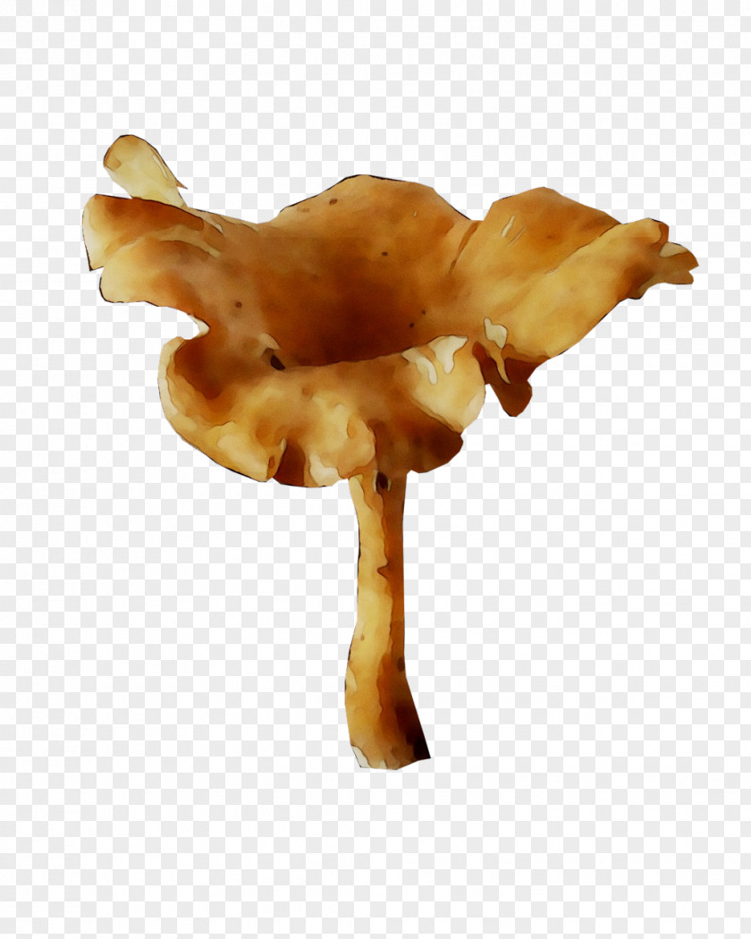 Edible Mushroom PNG