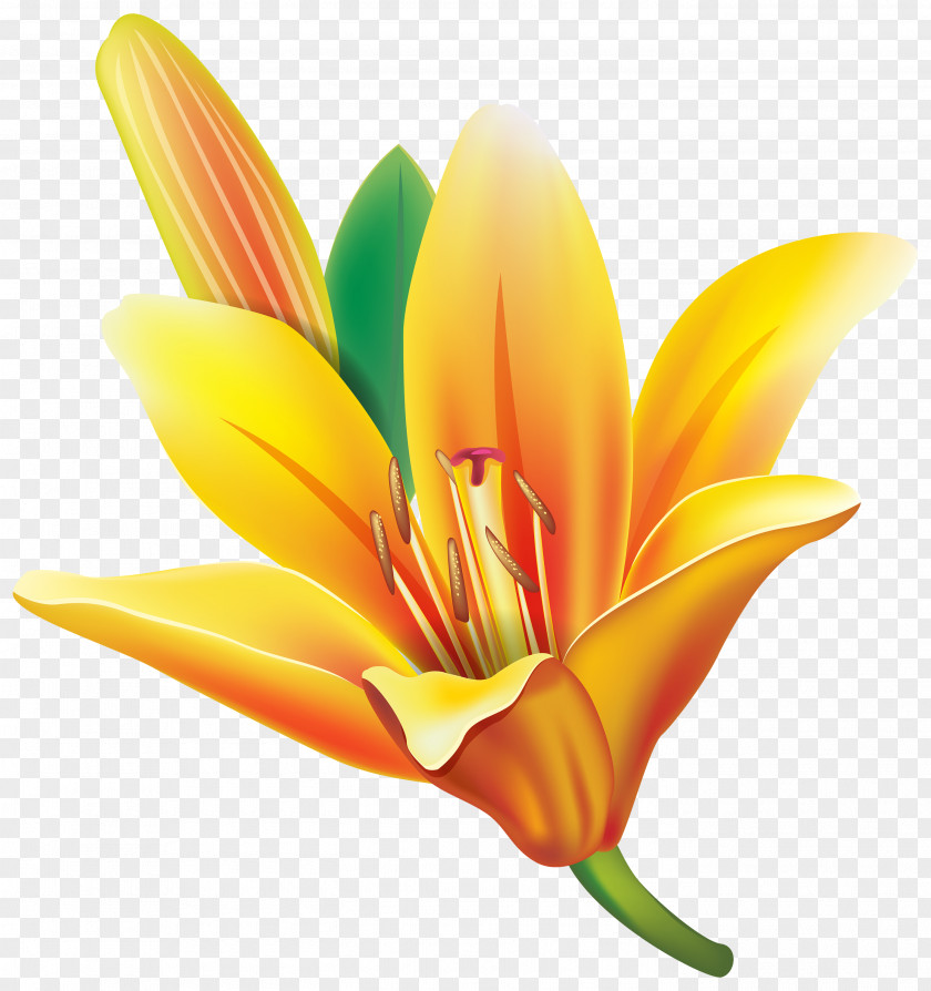 Flower Easter Lily Yellow Clip Art PNG