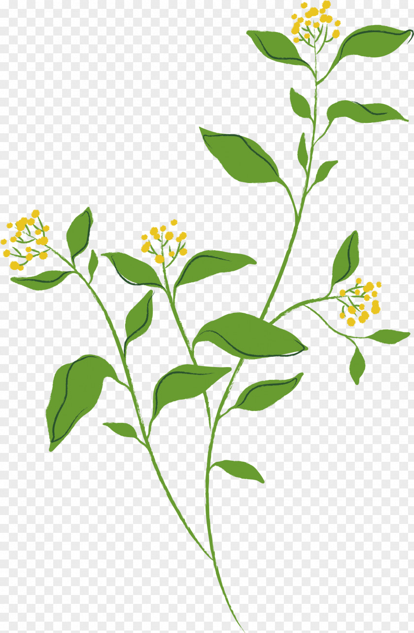 Flower Plant Herbal Stem Herb PNG