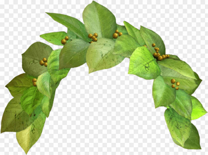 Houseplant Plant Pathology Flower Leaf Tree PNG