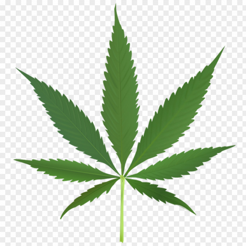 Marijuana Cannabis Sativa Medical Leaf PNG