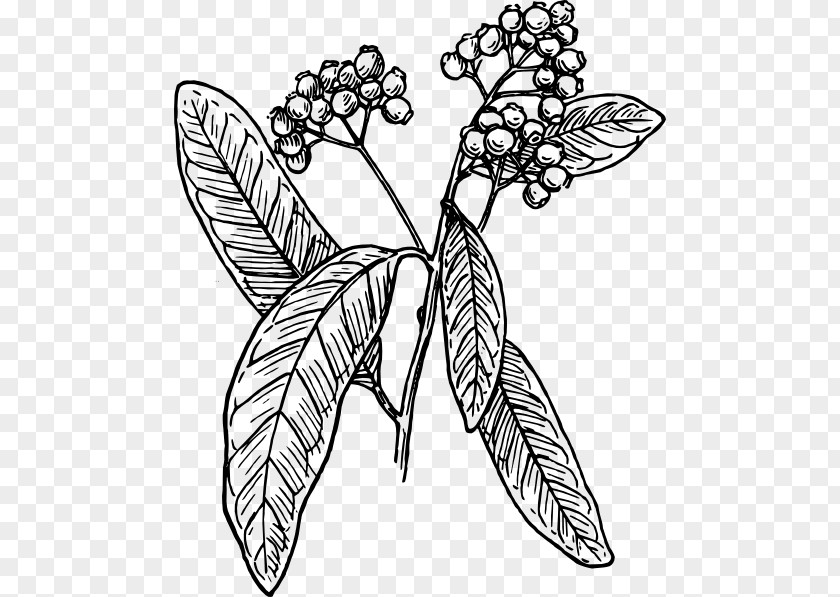 Pepper Aniseed Allspice Black And White Clip Art PNG