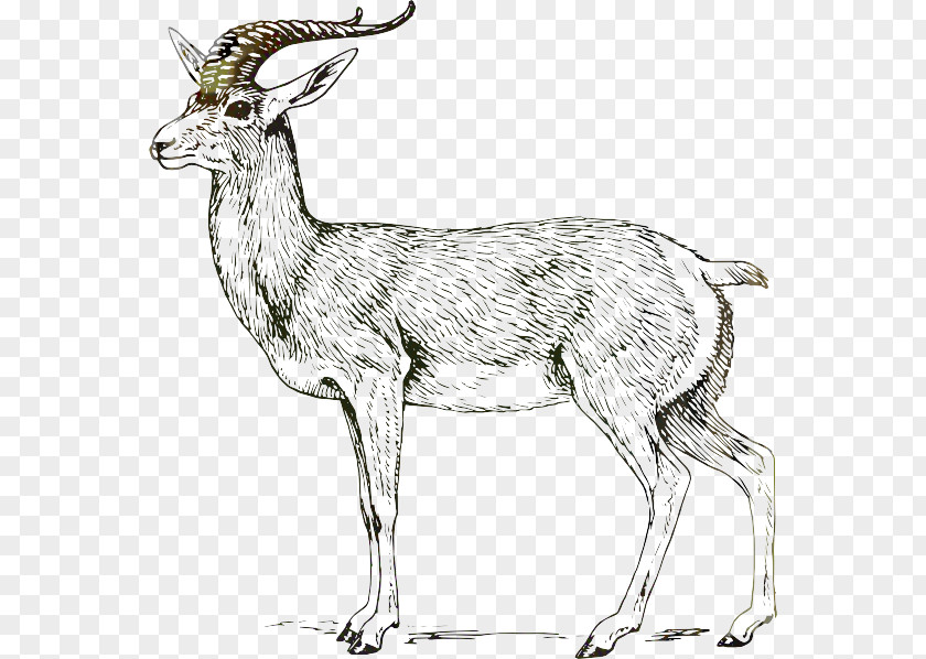 Bovidae Drawing Goat Impala Clip Art PNG