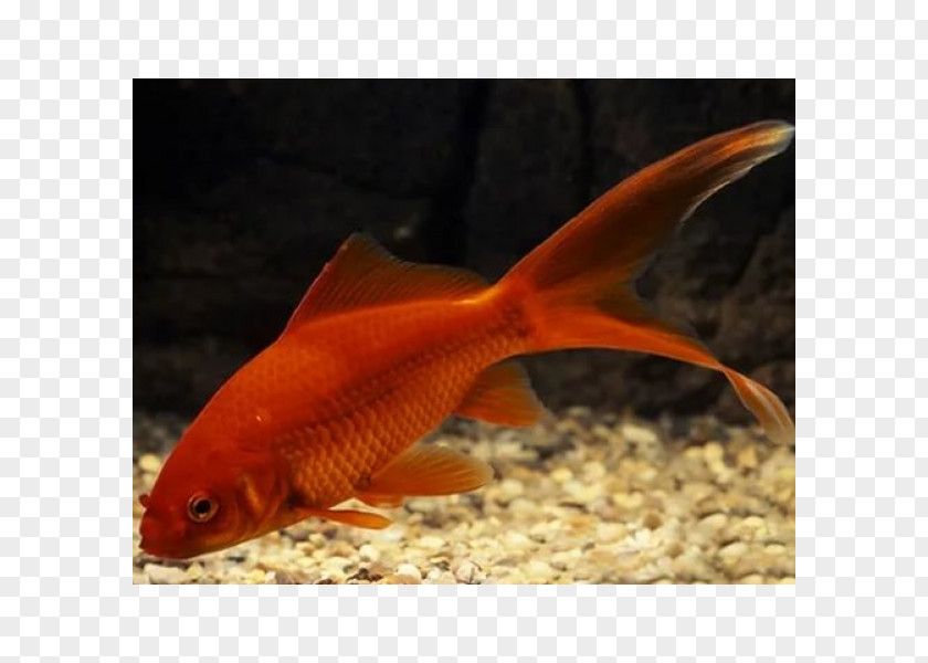 Fish Common Goldfish Comet Oranda Telescope Shubunkin PNG