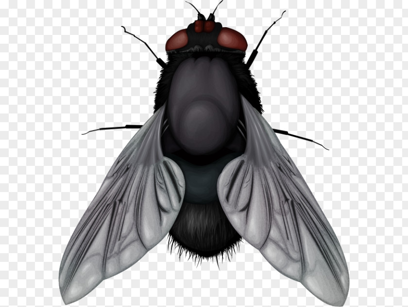 Fly Dead Clip Art Transparency Vector Graphics Image PNG