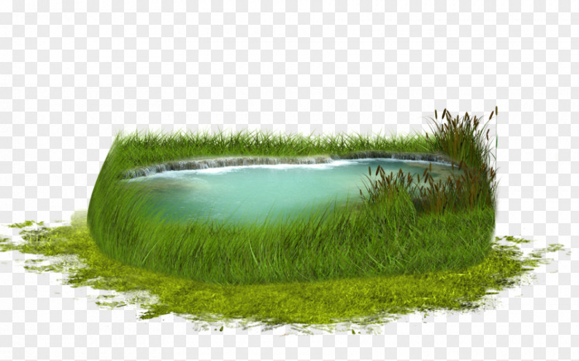 Lake Green Grass PNG