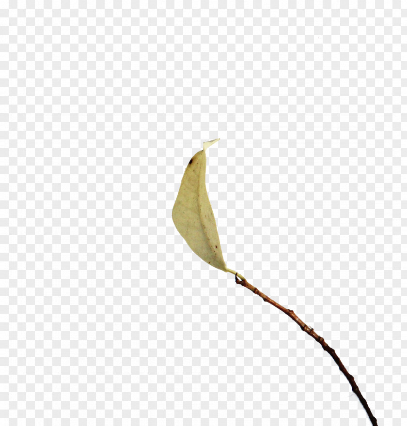 Leaf Angle Pattern PNG