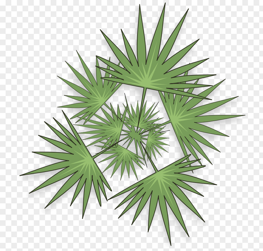 Palm Clip Tree Art PNG
