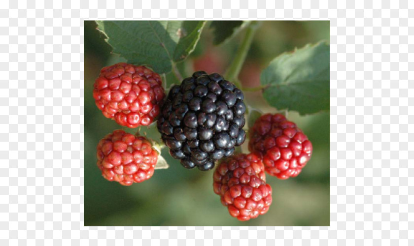 Raspberry Wineberry Osage River Cultivar PNG