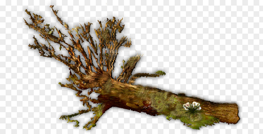 Wood Twig Tree Branch Trunk PNG