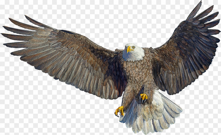 Bird Bald Eagle Drawing Landing PNG