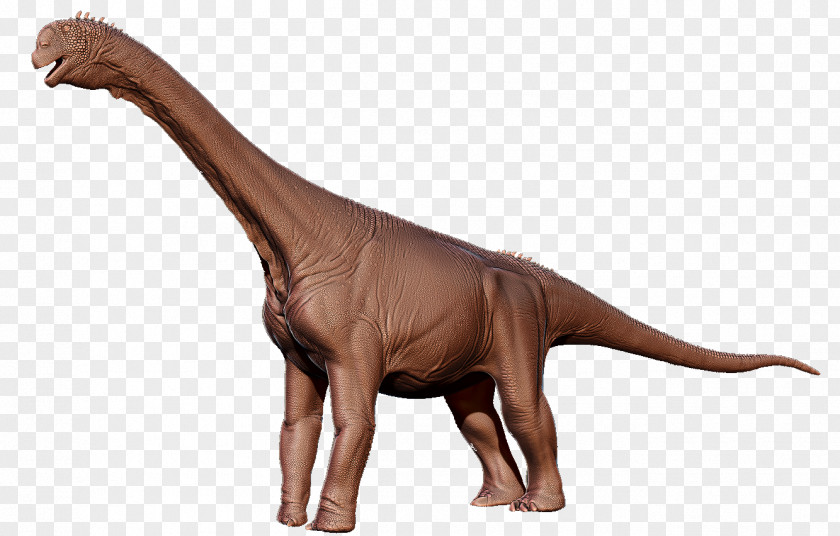 Dinosaur Camarasaurus Herbivore Puertasaurus Wikia PNG