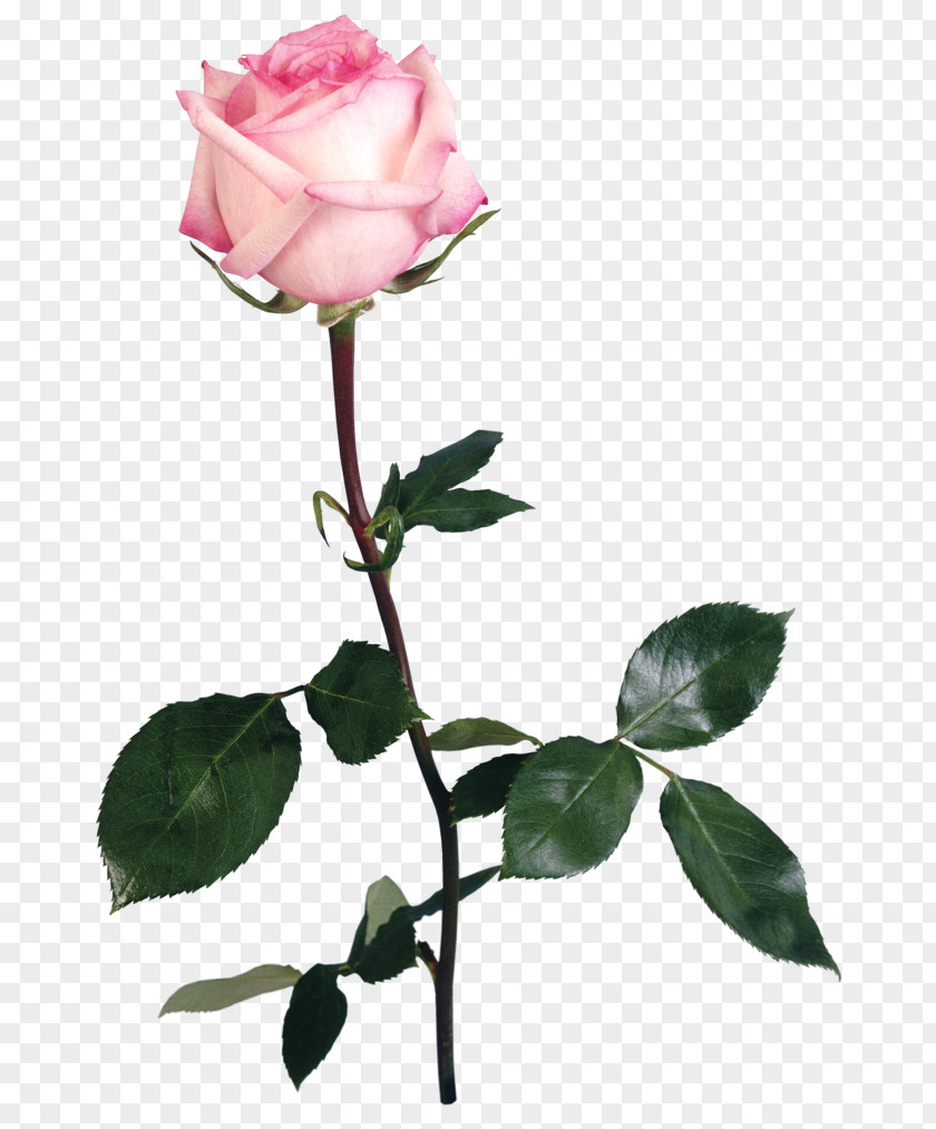 Garden Roses Flower Centifolia Clip Art PNG