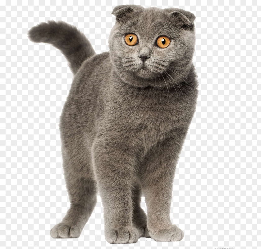 Gray Cat Scottish Fold British Shorthair Persian Siamese Selkirk Rex PNG