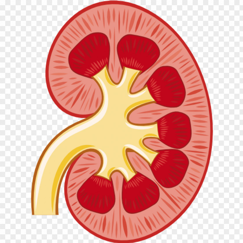 Kidney Renal Pelvis Artery Clip Art PNG