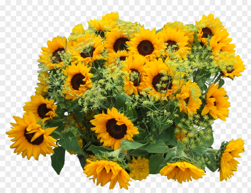 Sunflower Common Oil Clip Art PNG