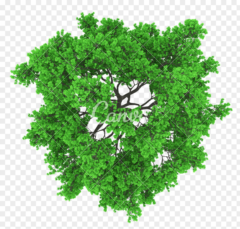 Tree Vector Graphics Clip Art Stock Photography Royalty-free PNG
