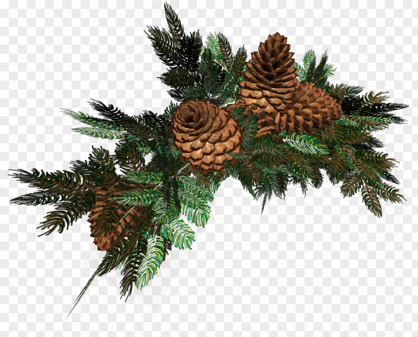 Christmas Pine Spruce Designs Clip Art Branch Author PNG