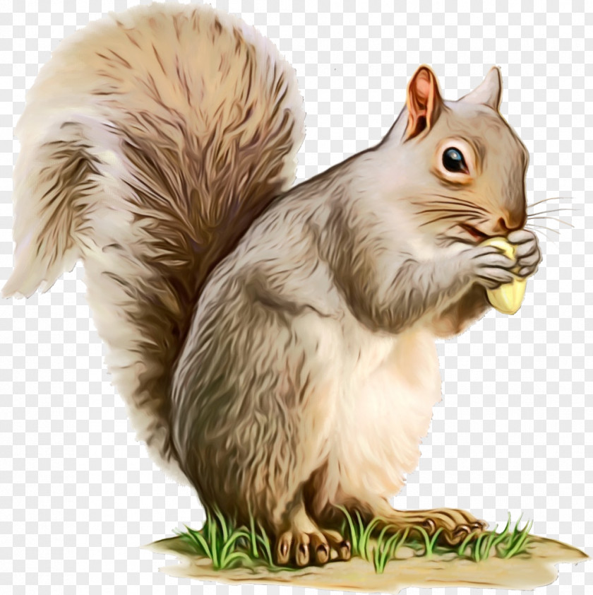 Fawn Fox Squirrel Watercolor Animal PNG