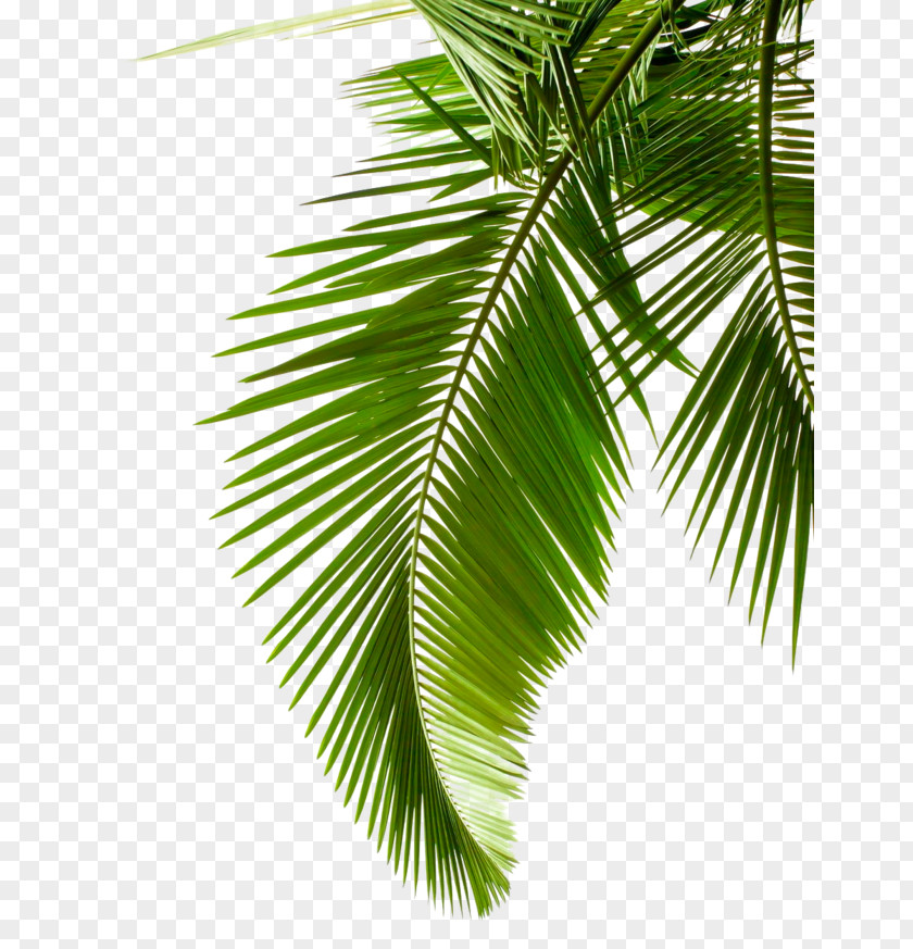 Flower Branch Palm Tree PNG
