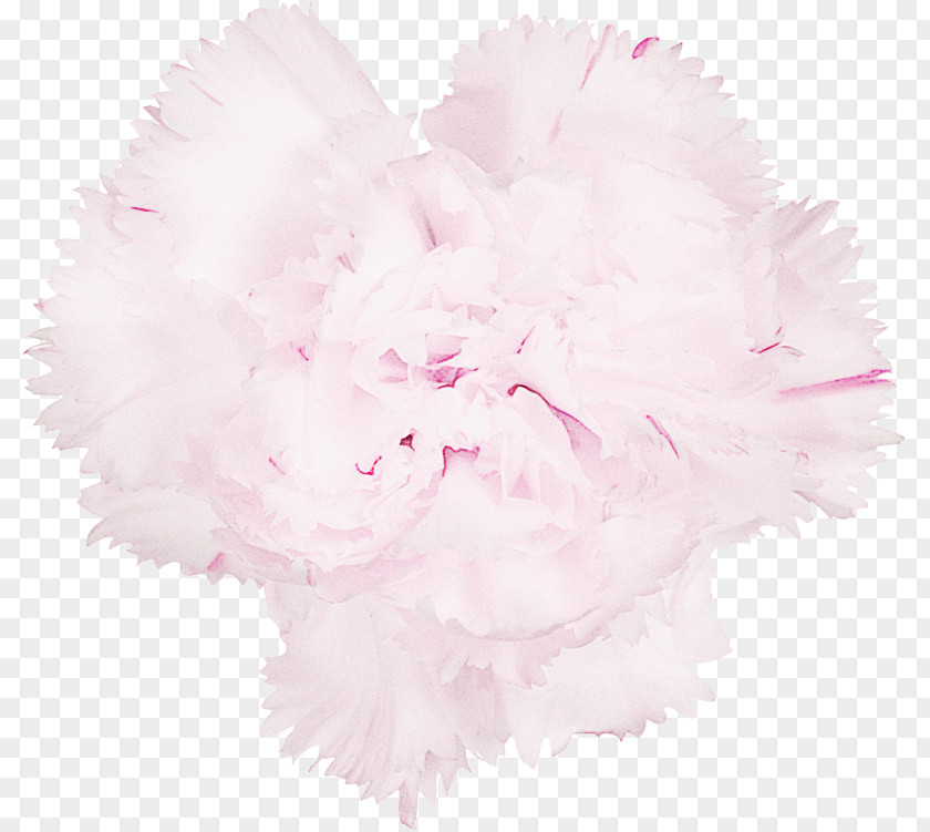 Heart Pink Family Feather PNG