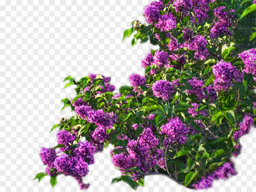 Hortensia Lilac Flower Violet PNG