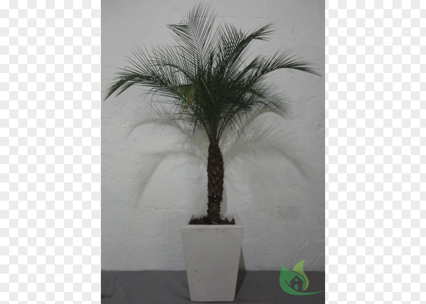 Phoenix Roebelenii Asian Palmyra Palm Flowerpot Date Houseplant Arecaceae PNG