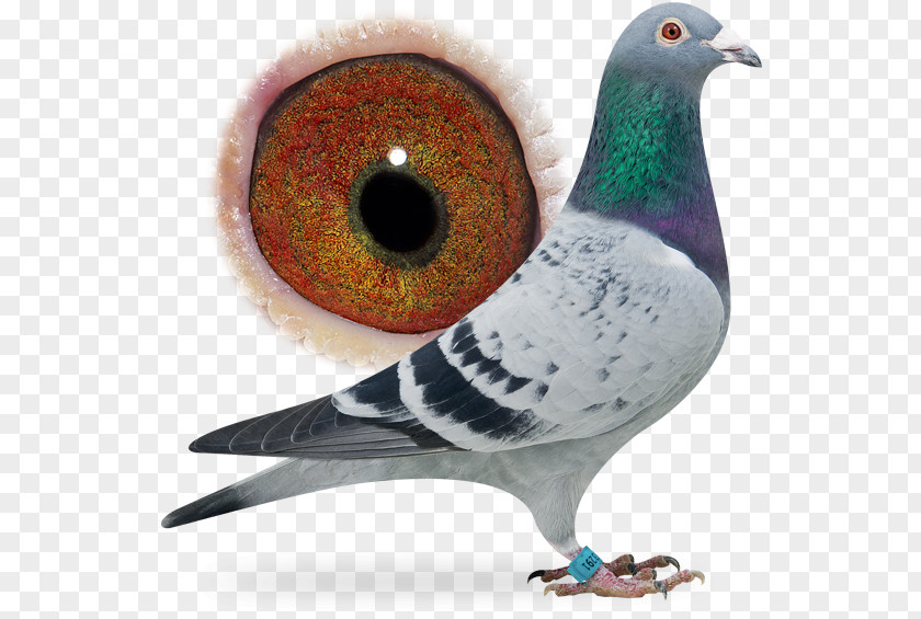 Pigeon Racing Homer Bird Columbidae Breed PNG