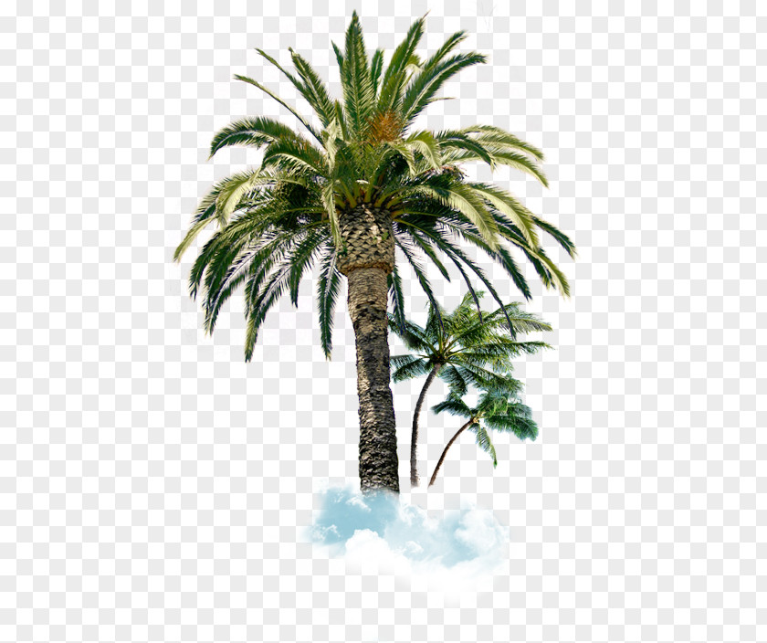 Tree Arecaceae Palm Branch Blue Spruce Sabal PNG